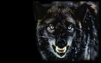 Dark Wolf Wallpaper