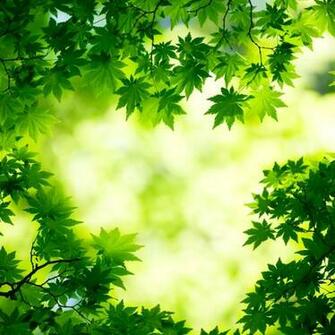 Kindle Fire Maple Wallpaper Amazon Background