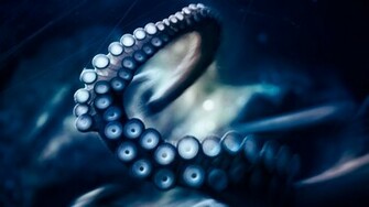 Animal Octopus Wallpaper