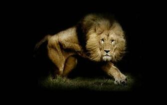 Lions Mobile Wallpaper Which Is Under The Lion