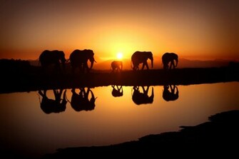 Elephant Computer Wallpaper Desktop Background Id
