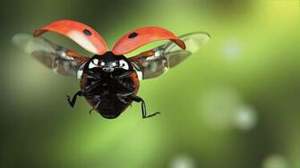 Image Ladybugs Flight Animals Closeup