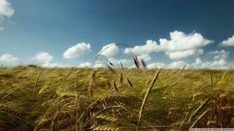 Summer Wind Wallpaper