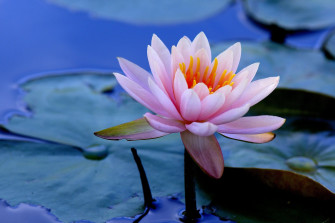Pink Flower Close Wallpaper