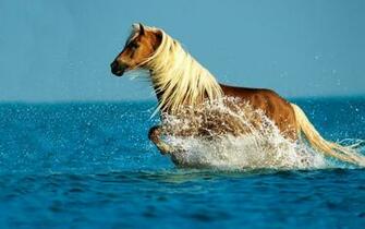 Running Horses Wallpaper Brown Horse For Desktop