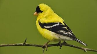 Wallpaper Of A Yellow Bird Sitting On Branch HD