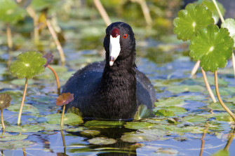 American Coot HD Wallpaper And Background