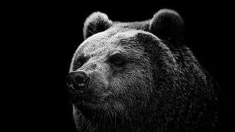 Grizzly Bear Background