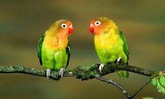 Pictures Love Birds Wallpaper