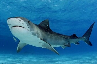 Shark HD Wallpaper