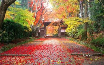 High Resolution Beautiful Nature Jungle Wallpaper