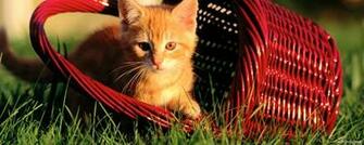 Wallpaper Desktop Widescreen Animals Fall
