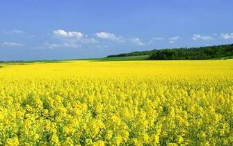 Yellow Flowers Fields Id Buzzerg