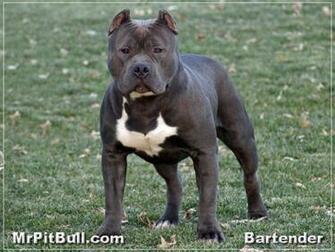 Blue Pitbull Pups Jpg Ok Now That I Have