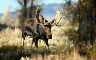 Moose Computer Wallpaper Desktop Background Id