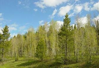 Tree Wallpaper Aspen