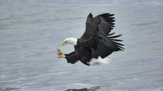 Eagles Homer Wallpaper Animals Fish HD Desktop