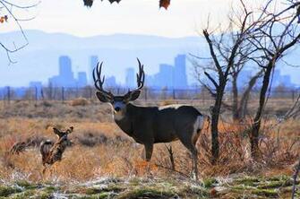 Photo Mule Deer Nature Wild Jooinn