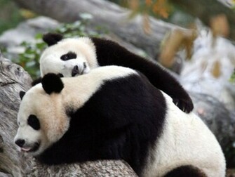 Picturespool Beautiful Panda Bears Red Polarbears Koalabears