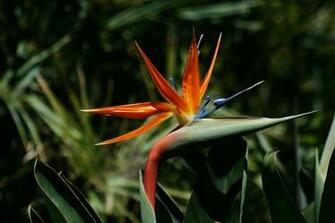 Description Bird Of Paradise Flower Jpg