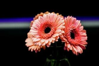 Flower Plant Beautiful Background Sophisticate Nice Nature