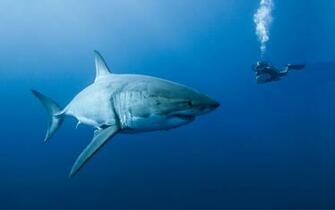 Best Scuba Pro Wallpaper Mac
