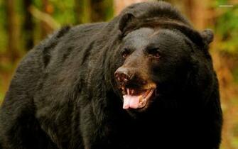 Black Bear Wallpaper