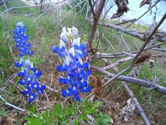Bluebonnet Background Net