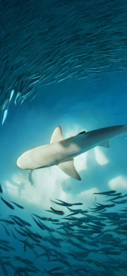 Shark Wallpaper iPhone