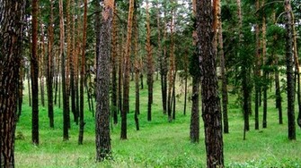 Woods Jpg