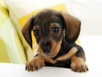 Dachshund Dog Puppies Puppy
