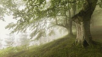 Wood Fog Nature Forest F Wallpaper