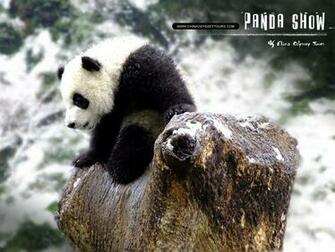 Wallpaper Collections Giant Panda