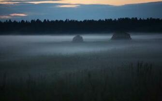 Spring Meadow With Fog Wallpaper And Image Pictures