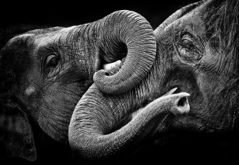 Elephant 1080p 2k 4k Full HD Wallpaper Background