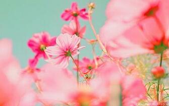 Bright Pink Flowers On A Blue Background High Definition Wallpaper
