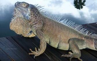 Green Iguana Wallpaper