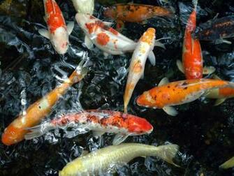 The Most Famous Feng Shui Wealth Fish Is Arrowana Or Dragon