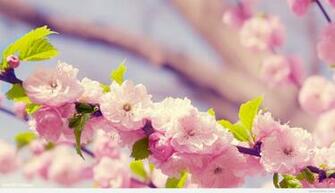 Awesome Spring Wallpaper Photos