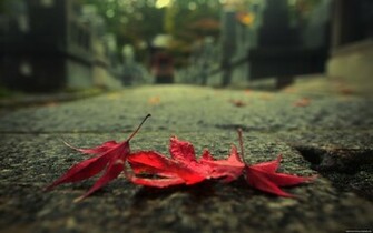 Autumn Leaves Wallpaper Desktop New HD