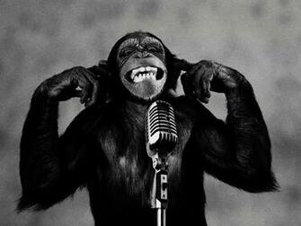 All Wallpaper Funny Monkey