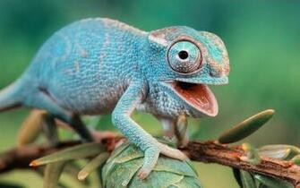 Gecko Wallpaper X Net