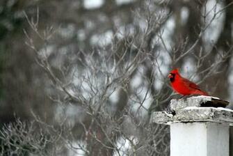 Winter Cardinal National Geographic Photo Contest