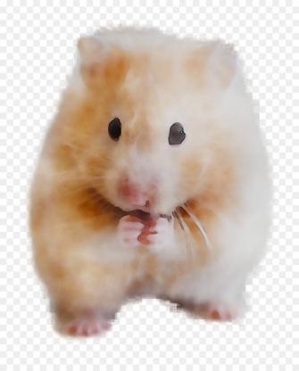 Hamster Background