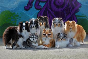 Shetland Sheepdog HD Wallpaper And Background