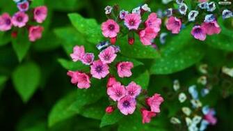 Tiny Pink Flowers Wallpaper