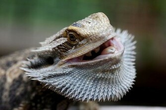 Bearded Dragon HD Lizard Wallpaper