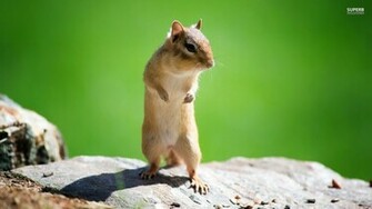 Chipmunk Wallpaper HD