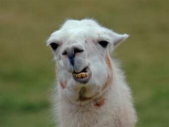 All Wallpaper Llama HD