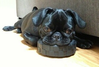 Pug Wallpaper Screensaver Background Cute Black Puppy